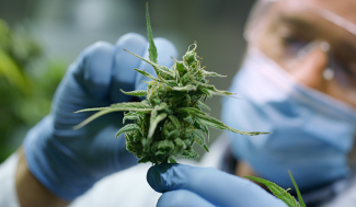 man in protective gear holding cannabis